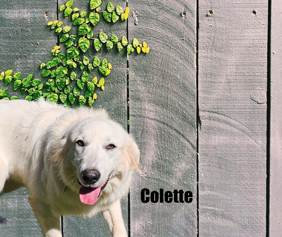 Enlarge Colette, a Adoptable Great Pyrenees in Marshville, NC image 3/5