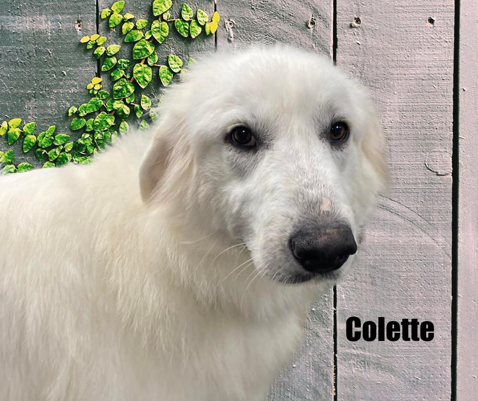 Enlarge Colette, a Adoptable Great Pyrenees in Marshville, NC image 5/6