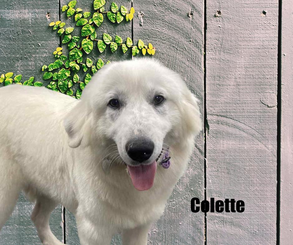 Enlarge Colette, a Adoptable Great Pyrenees in Marshville, NC image 4/5