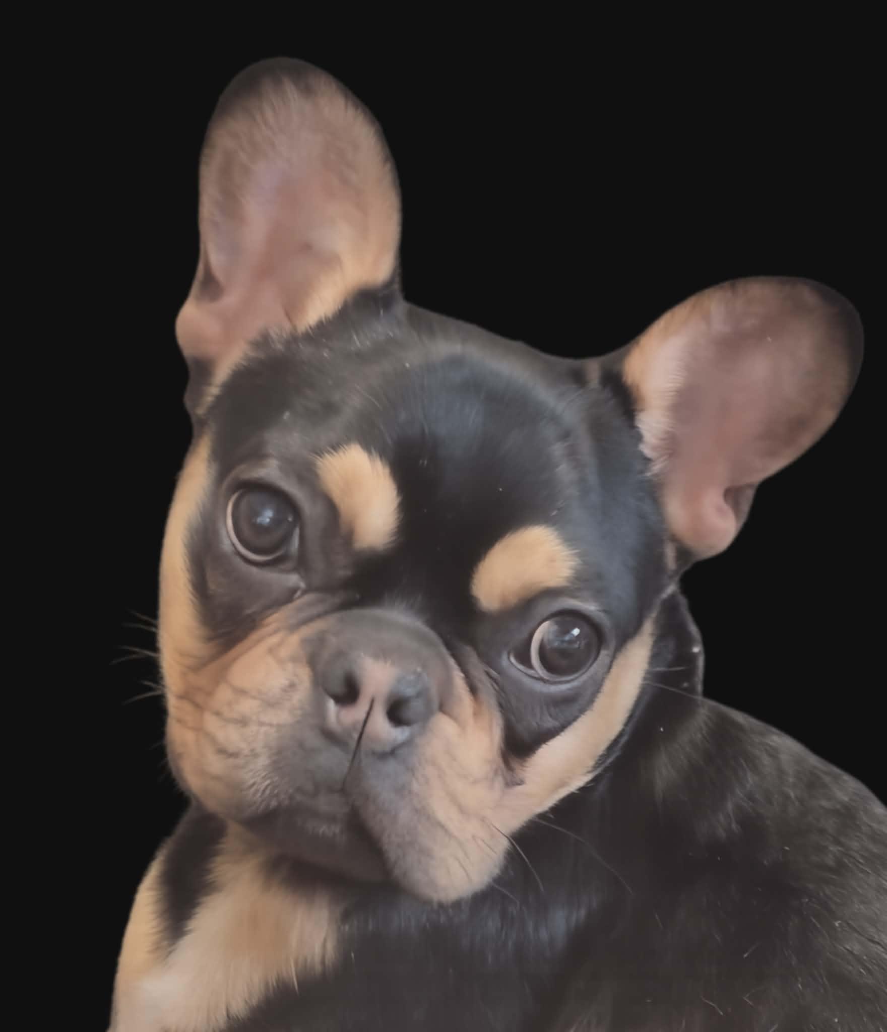 Rodney (hospice foster), adopted, Puppy Male French Bulldog.