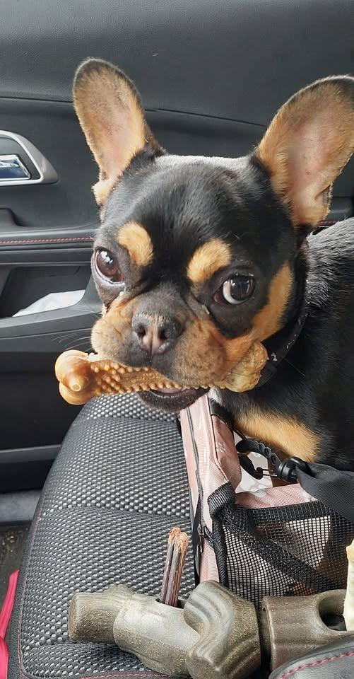 Enlarge Rodney (hospice foster), an adopted French Bulldog in Conesus, NY image 2/2