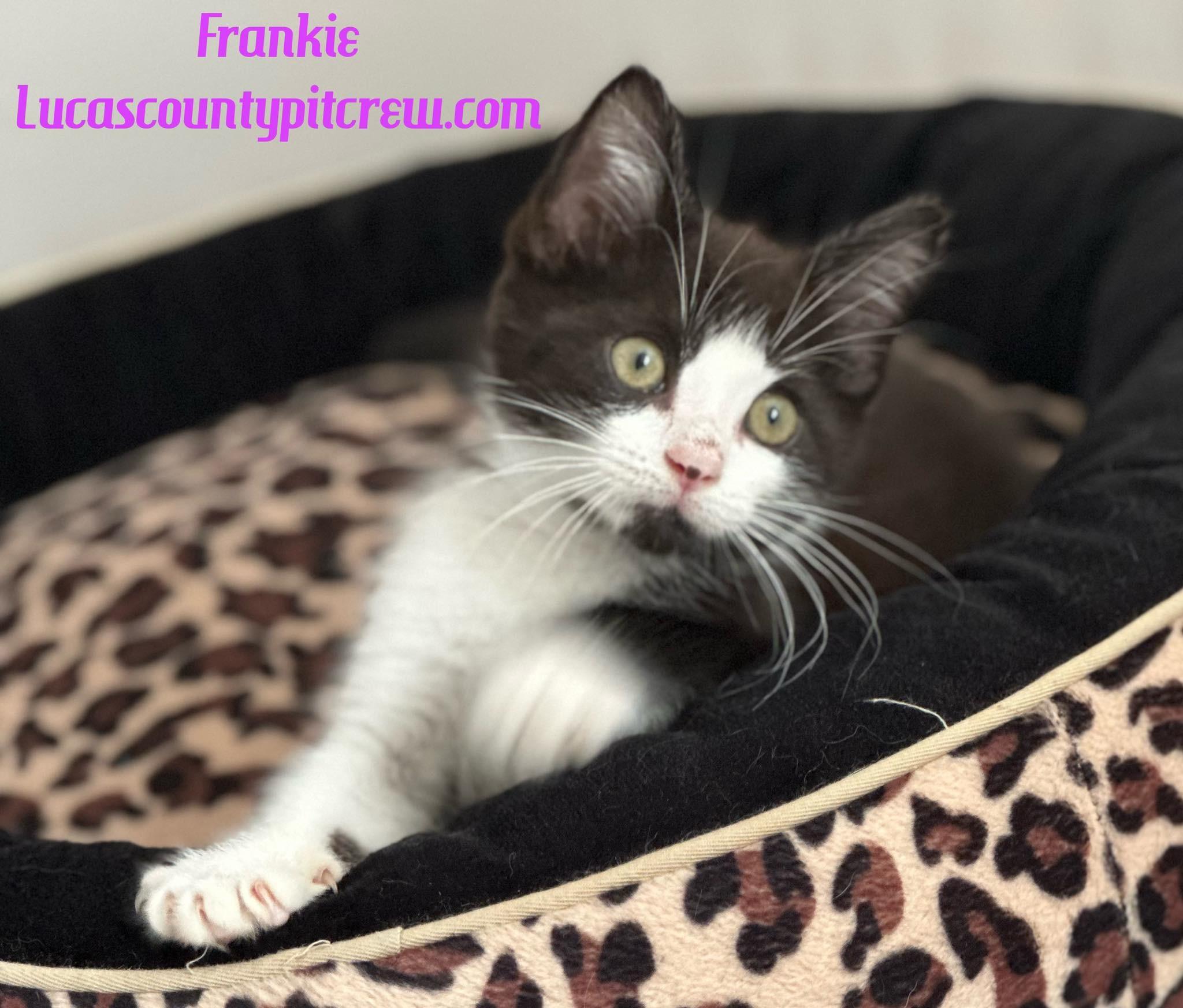 Frankie