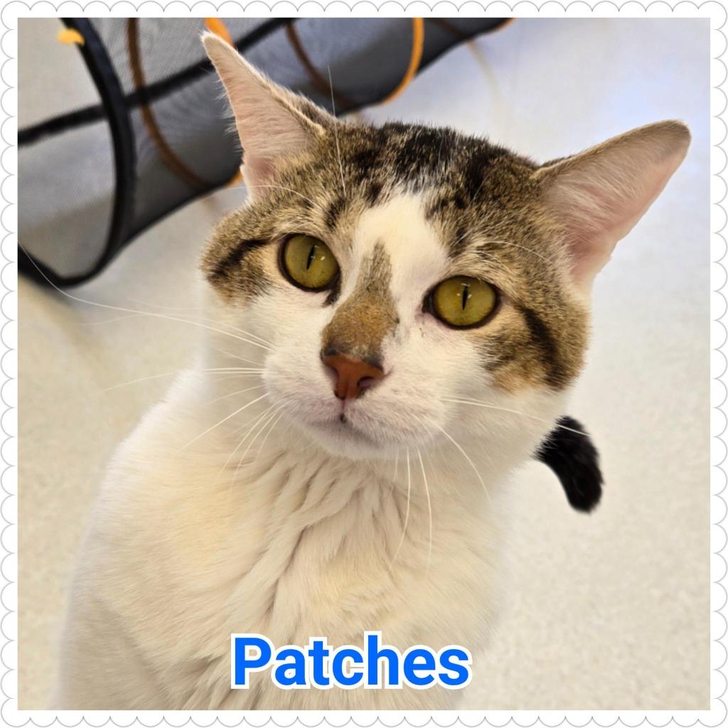 Enlarge Patches, a Adopted mixed breed in North Saint Paul, MN image 1/6