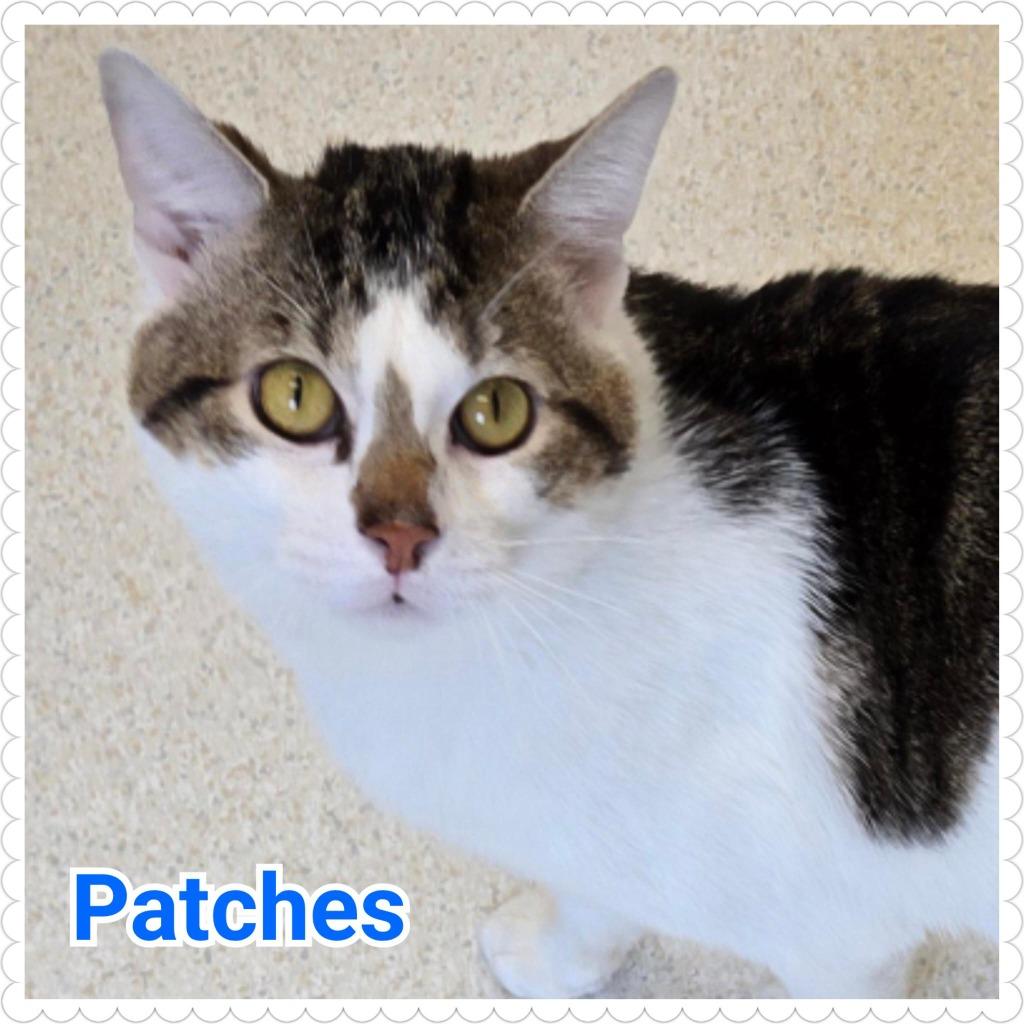 Enlarge Patches, a Adopted mixed breed in North Saint Paul, MN image 2/6