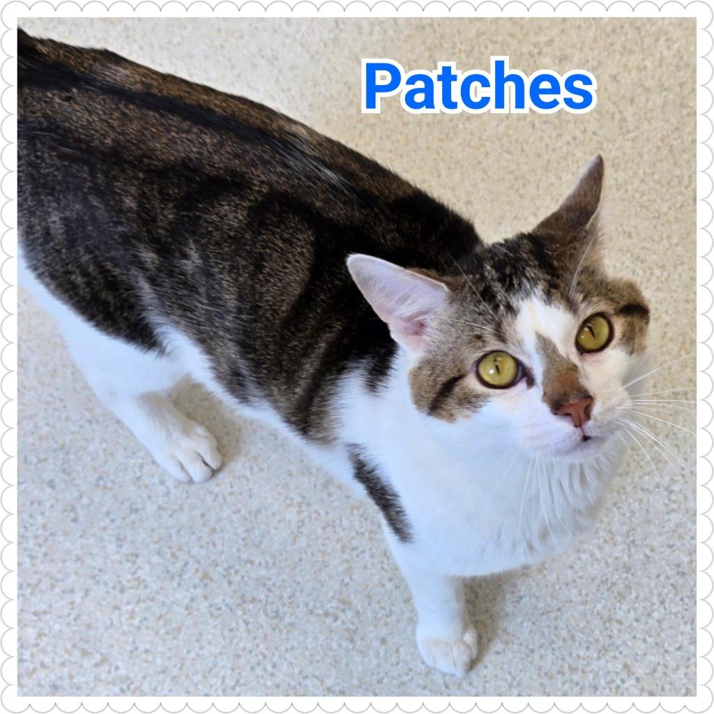 Enlarge Patches, a Adopted mixed breed in North Saint Paul, MN image 3/6