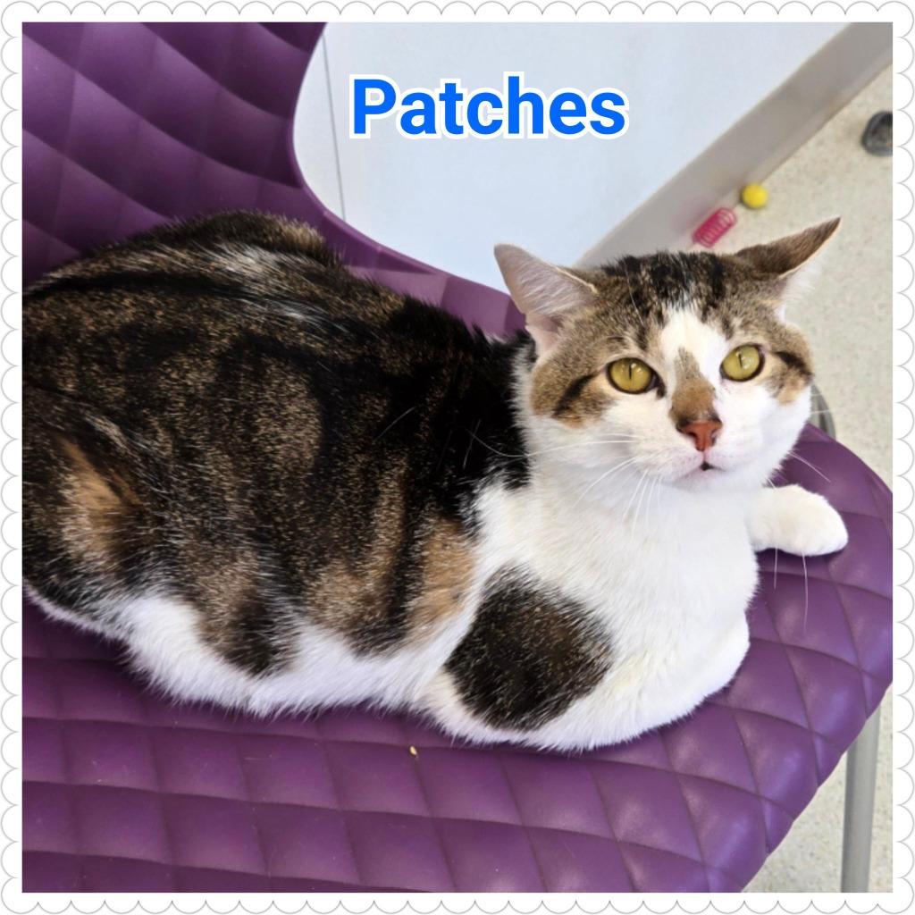 Enlarge Patches, a Adopted mixed breed in North Saint Paul, MN image 4/6