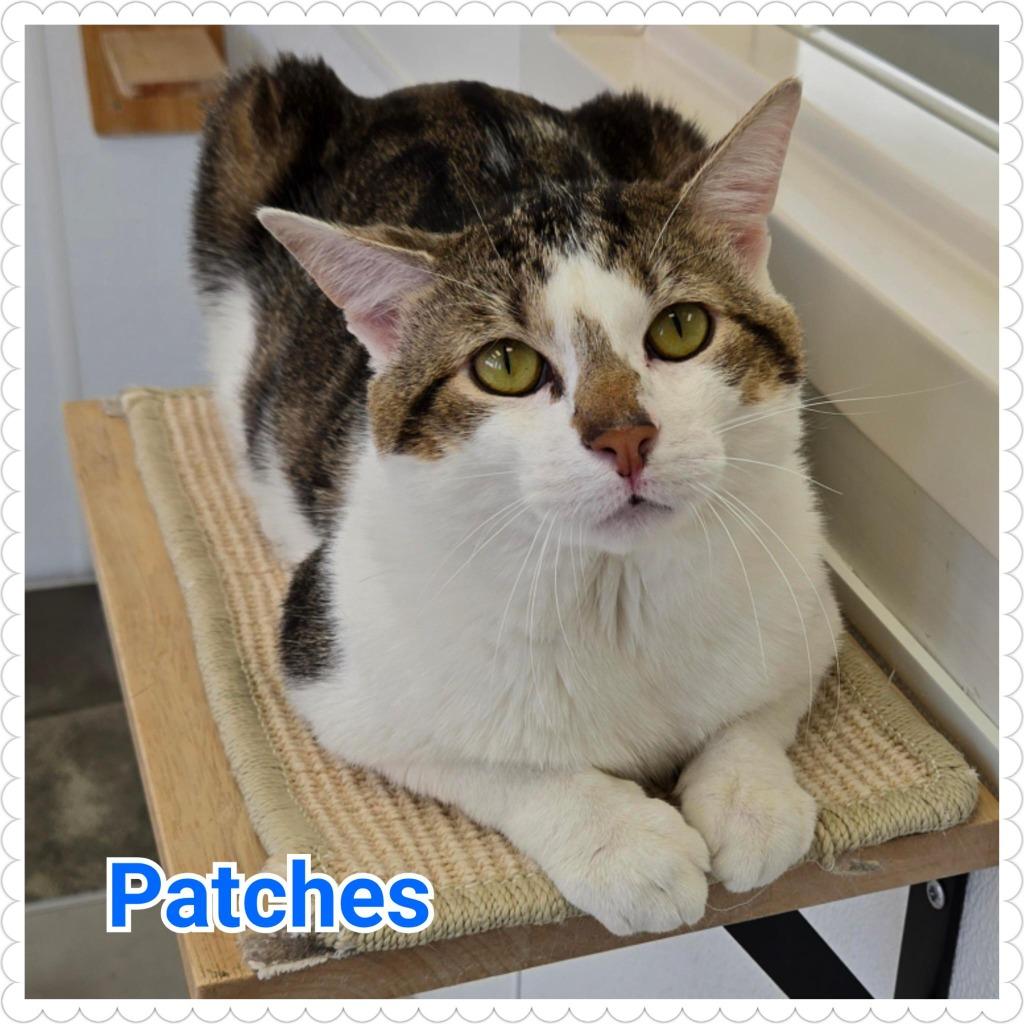 Enlarge Patches, a Adopted mixed breed in North Saint Paul, MN image 5/6