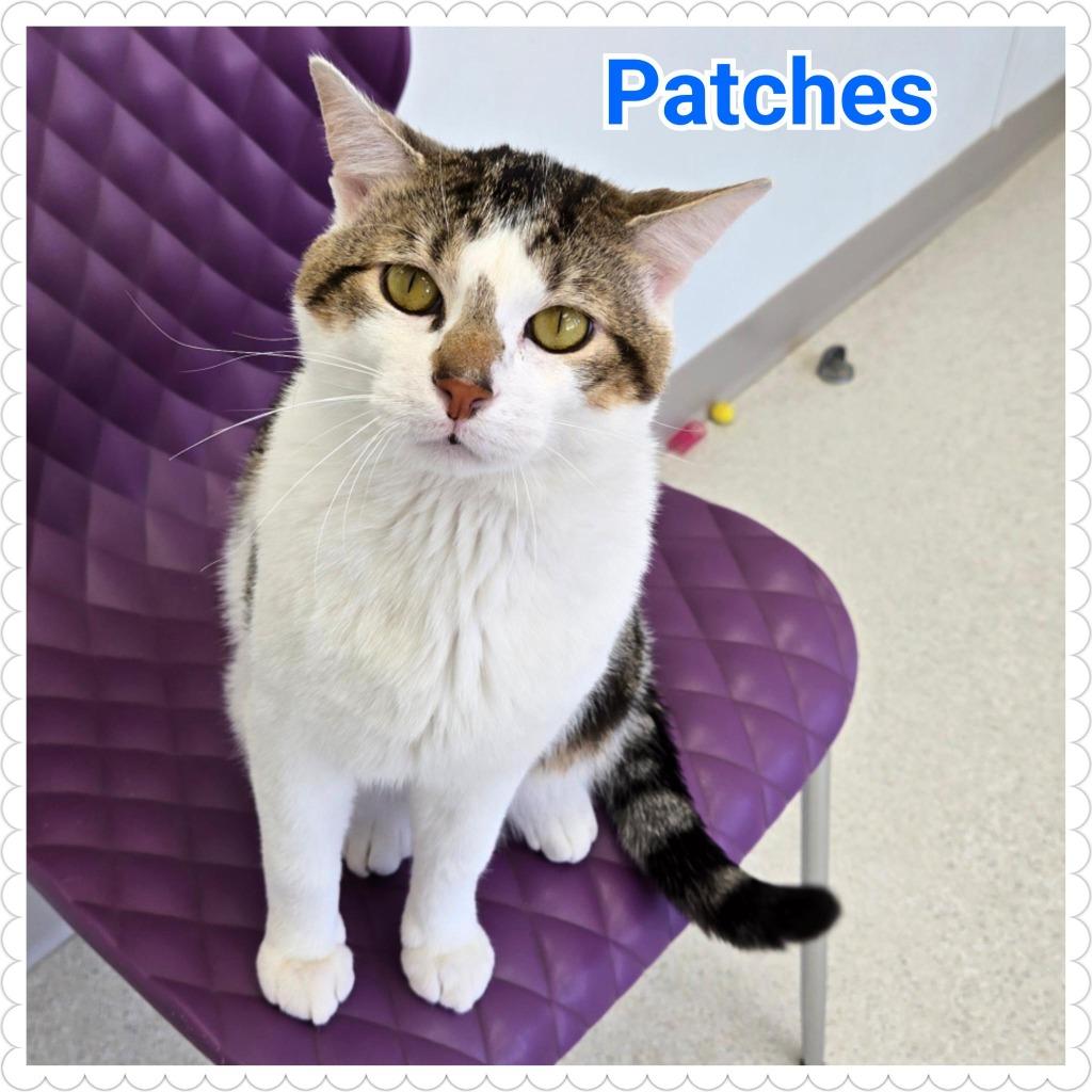 Enlarge Patches, a Adopted mixed breed in North Saint Paul, MN image 6/6