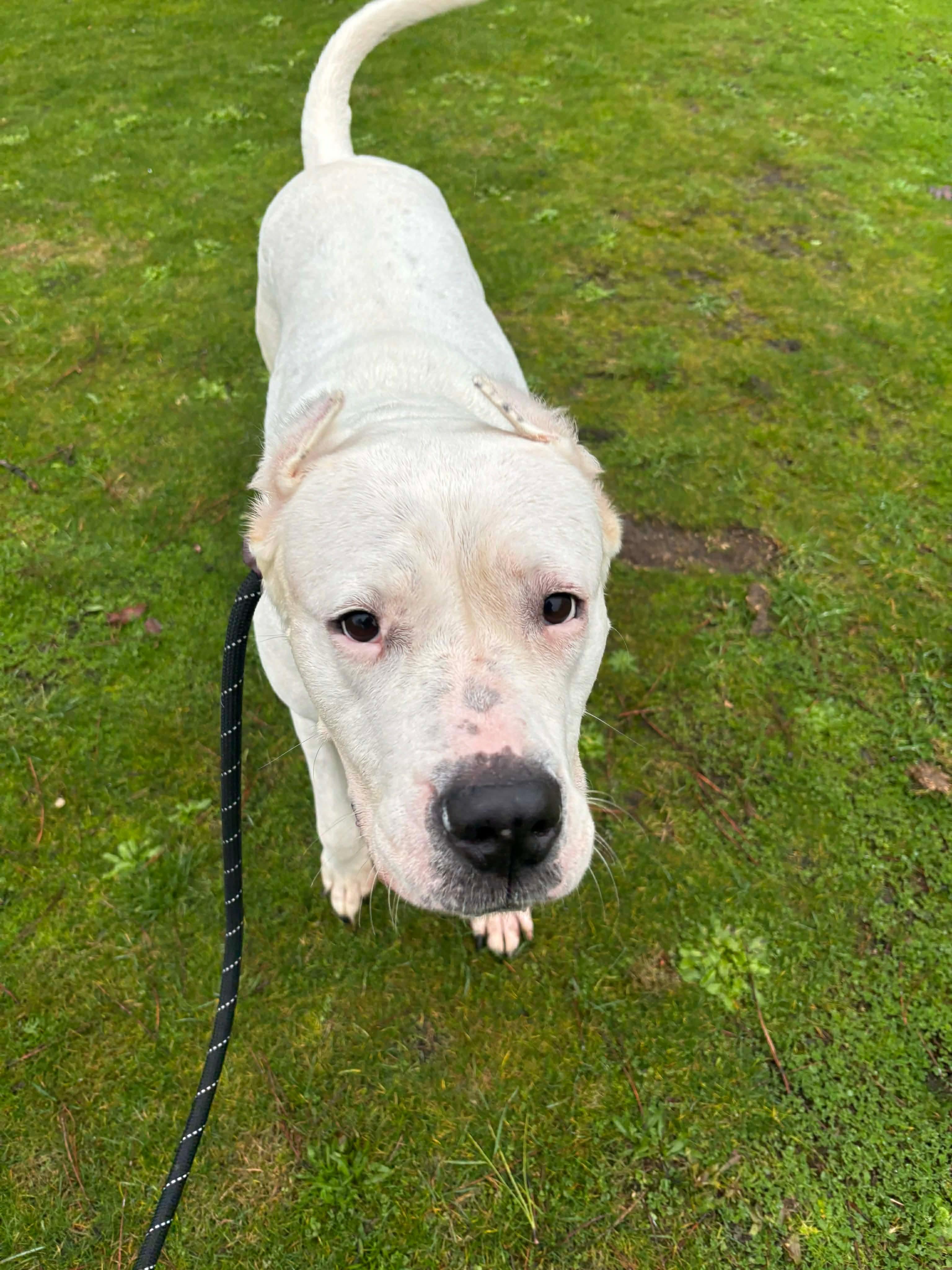Enlarge Sara, a Adoptable Dogo Argentino in Tacoma, WA image 4/4