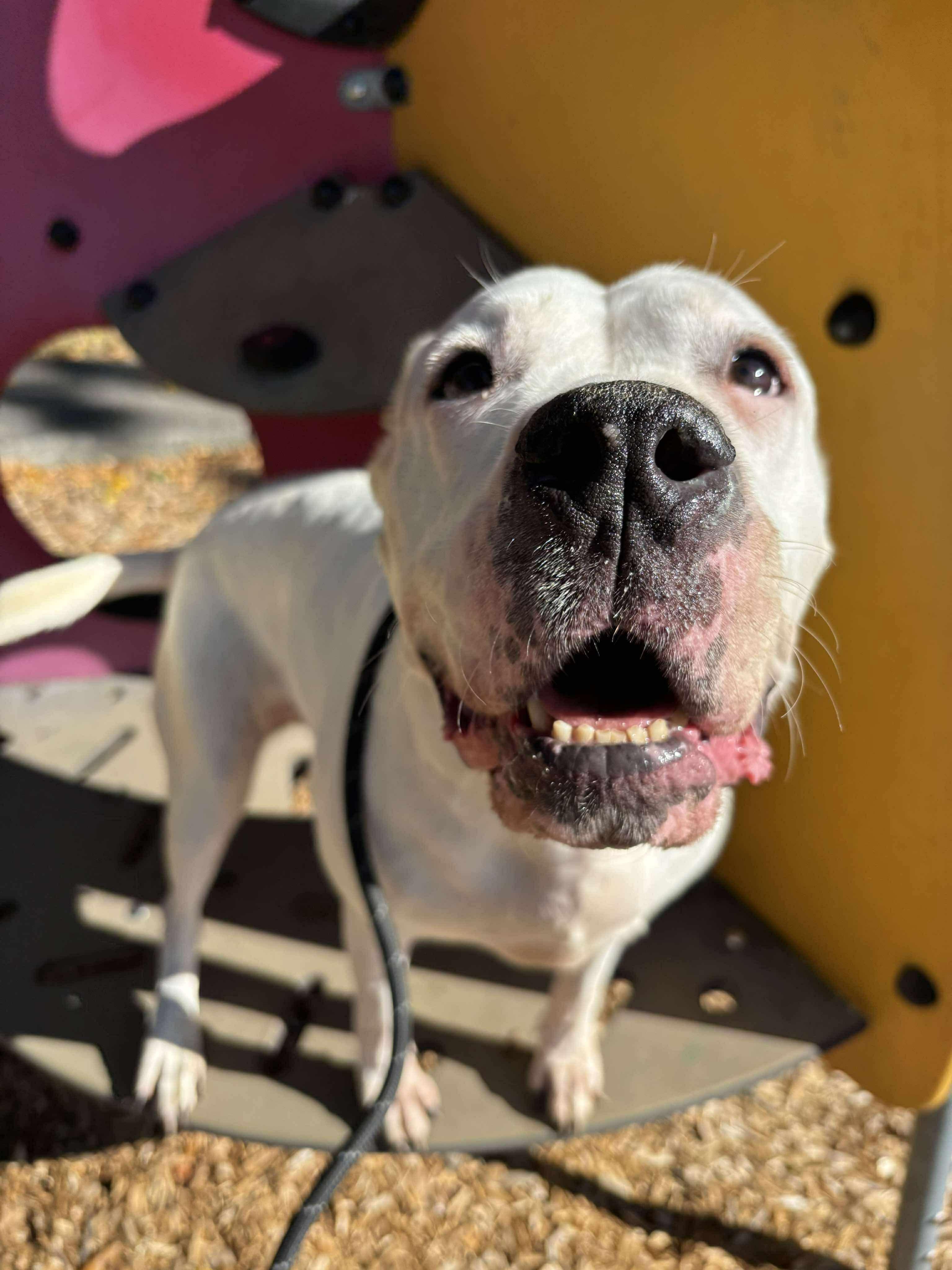 Enlarge Sara, a Adoptable Dogo Argentino in Tacoma, WA image 3/4