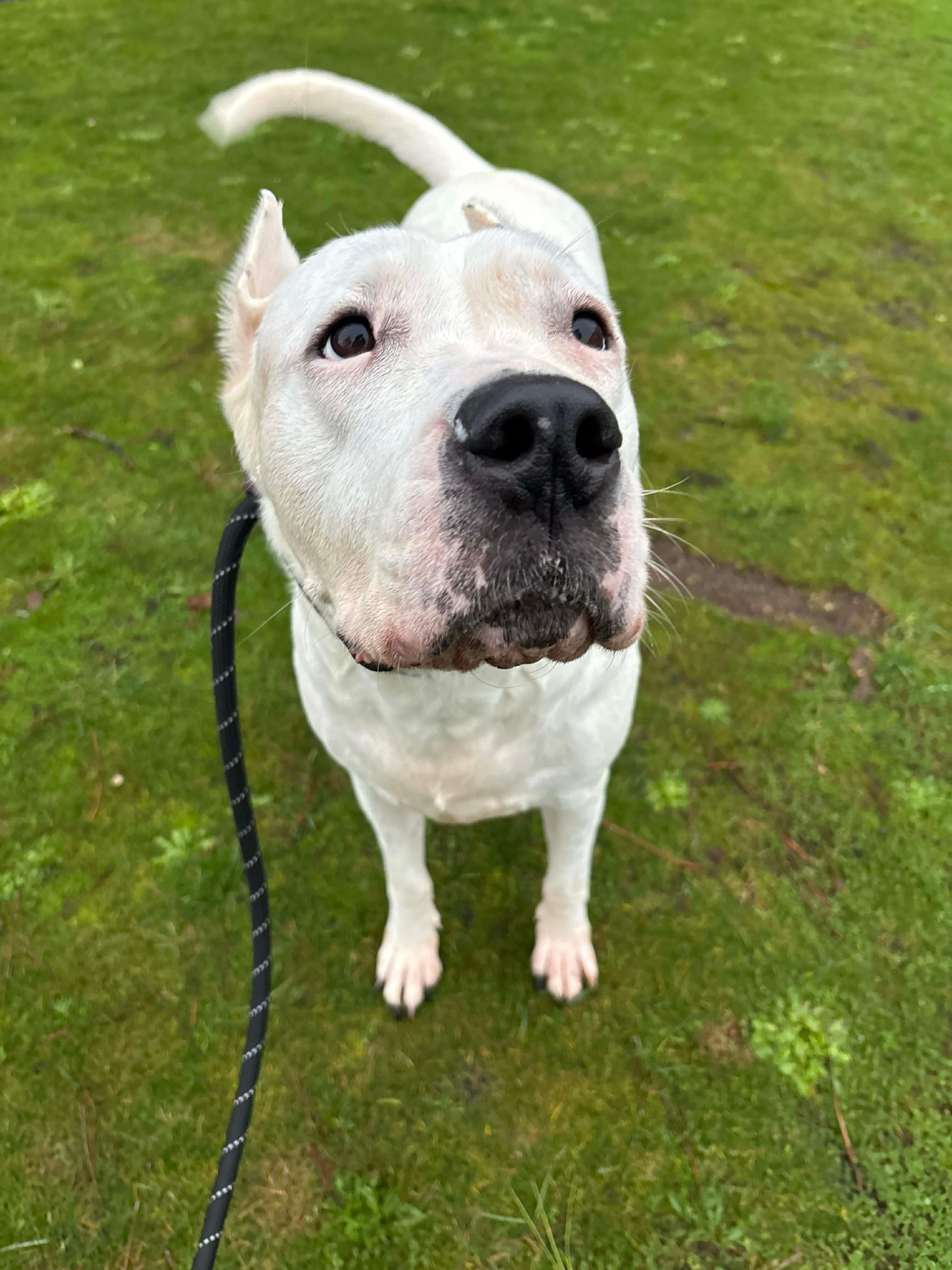 Sara, Adoptable, Adult Female Dogo Argentino.