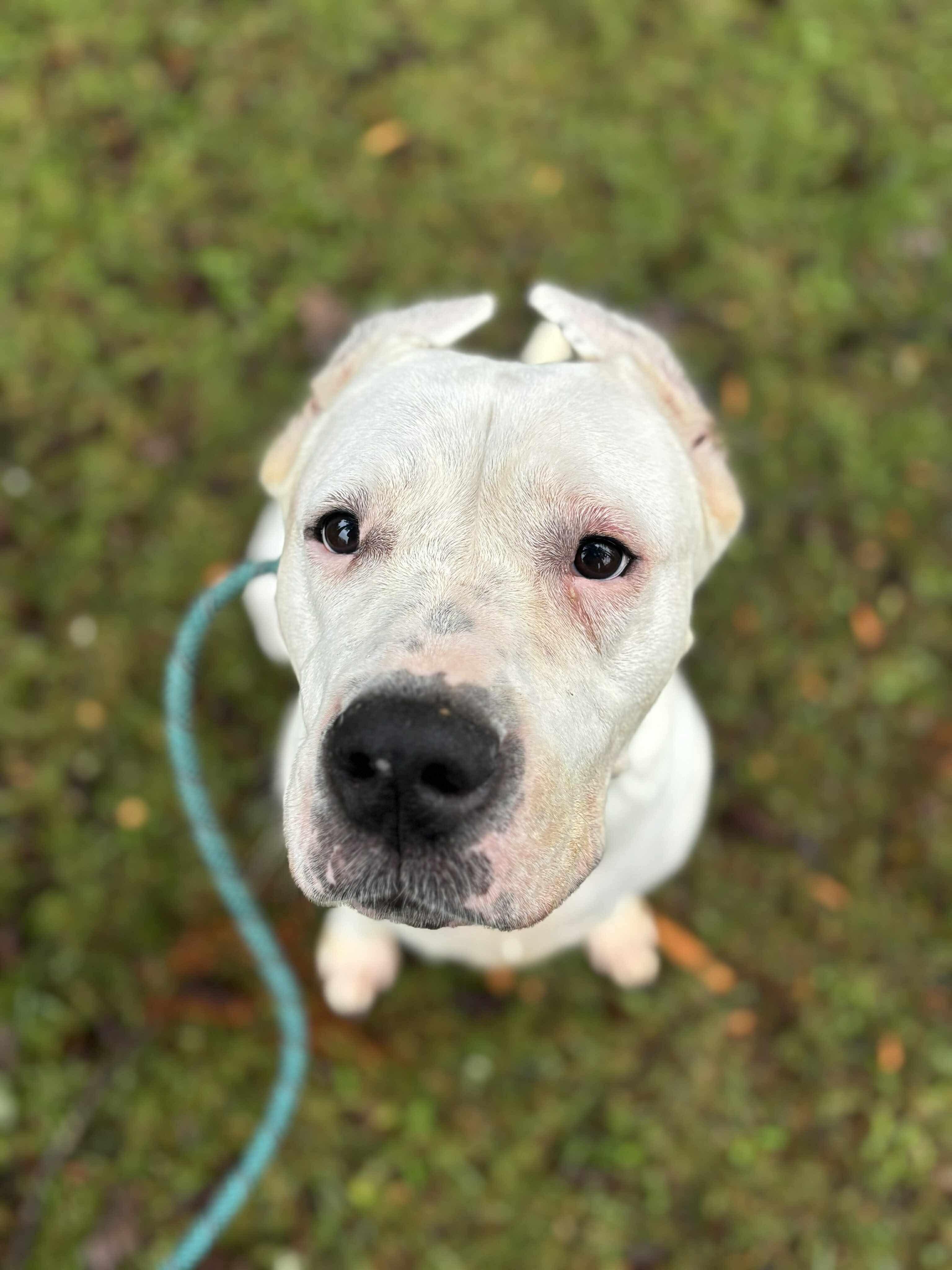 Enlarge Sara, a Adoptable Dogo Argentino in Tacoma, WA image 2/4