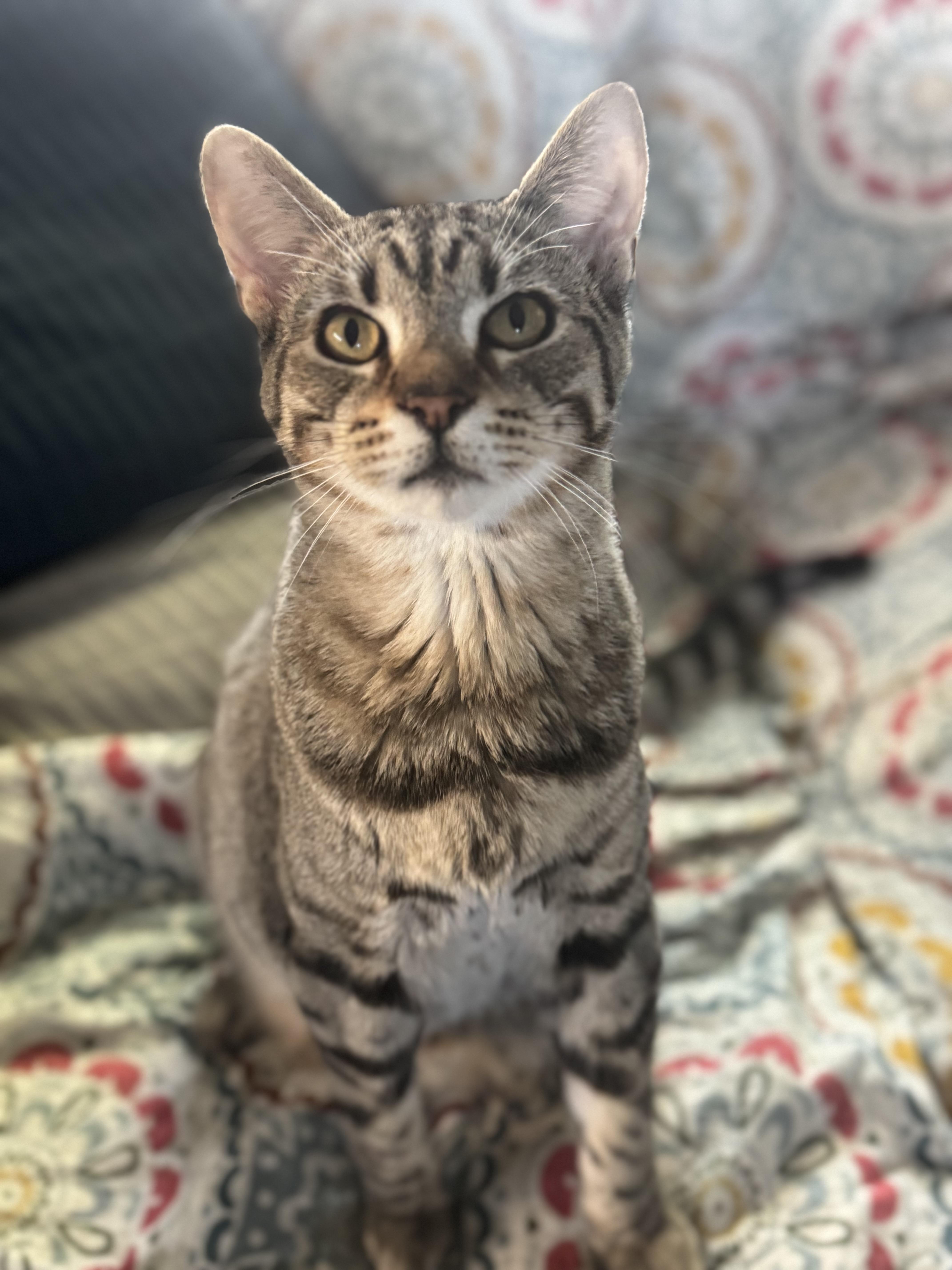 Graham Cracker Grimm, ADOPTABLE, Young Male Domestic Short Hair.