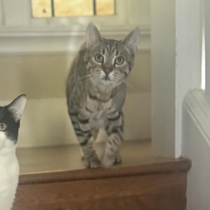 Graham Cracker Grimm, a ADOPTABLE Domestic Short Hair in Emeryville, CA image 2/2