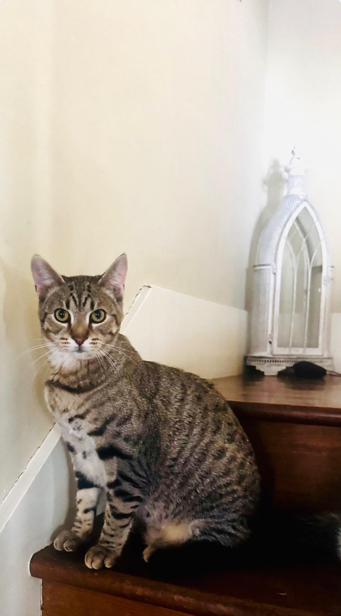 Enlarge Graham Cracker Grimm, a ADOPTABLE Domestic Short Hair in Emeryville, CA image 2/4