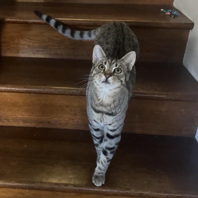 Graham Cracker Grimm, a ADOPTABLE Domestic Short Hair in Emeryville, CA image 1/2