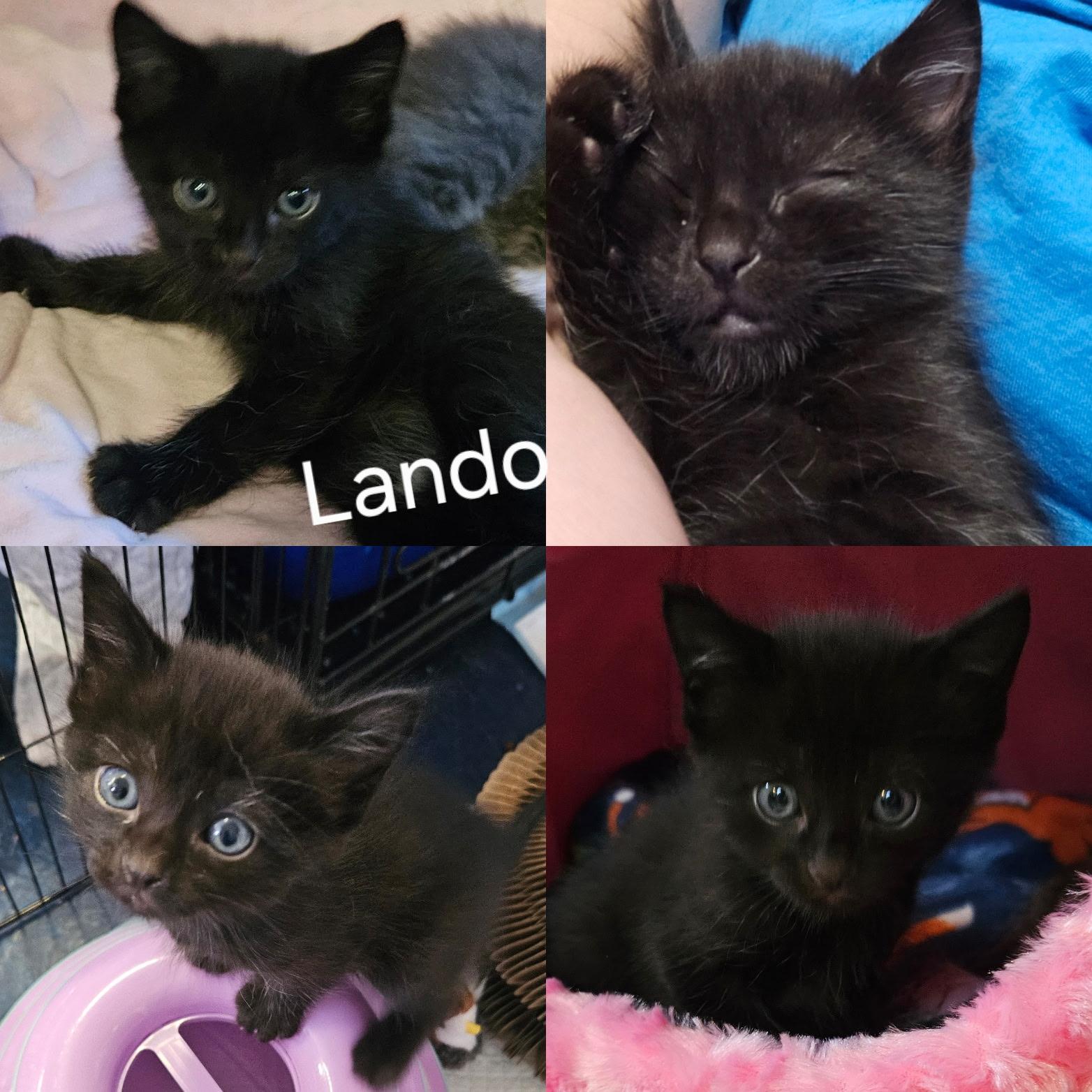Lando, a Adoptable mixed breed in Dixon, CA image 2/2