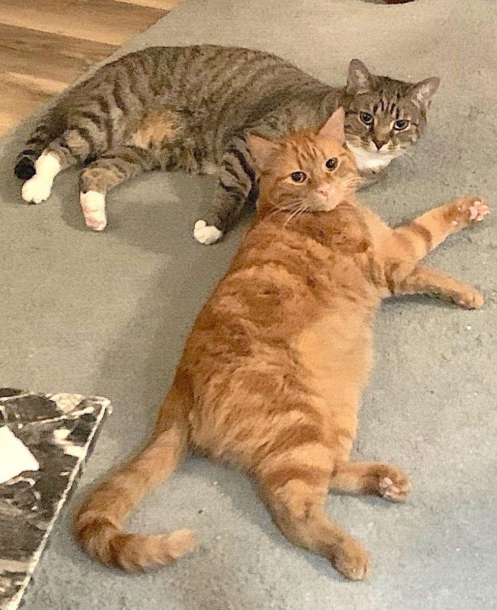 Enlarge Mango, a Adopted Domestic Short Hair in Reston, VA image 1/3