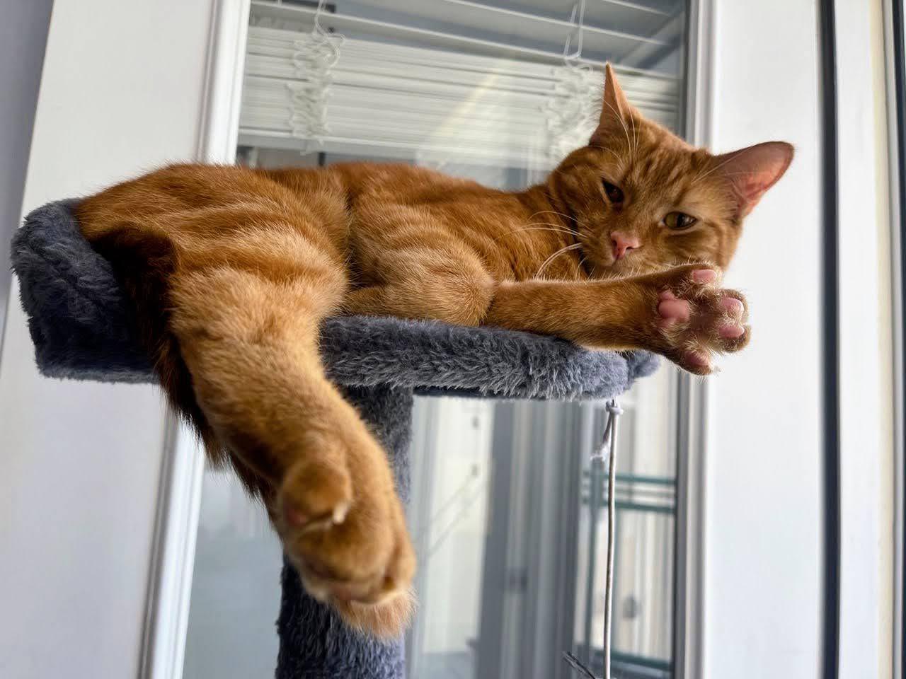 Enlarge Mango, a Adopted Domestic Short Hair in Reston, VA image 2/3