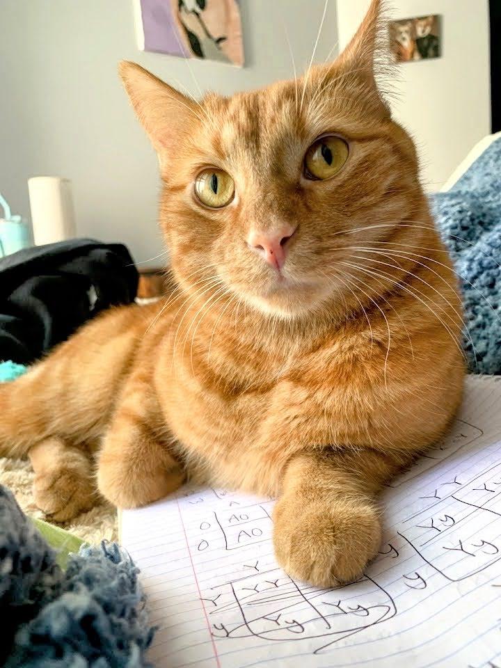 Mango, Adopted, Young Male Domestic Short Hair.