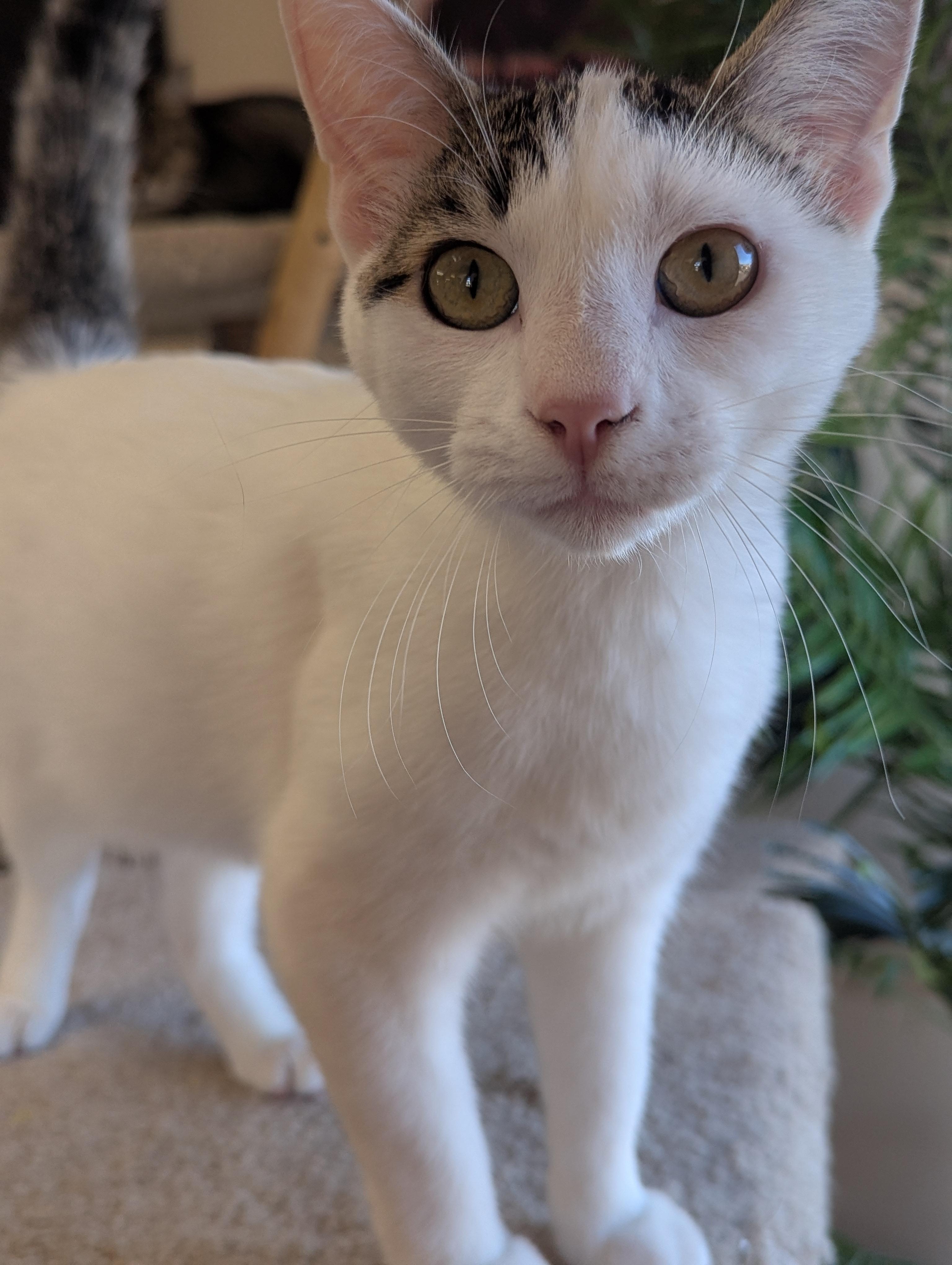 Enlarge Hermes, a Adoptable Domestic Short Hair in Madison, WI image 2/3