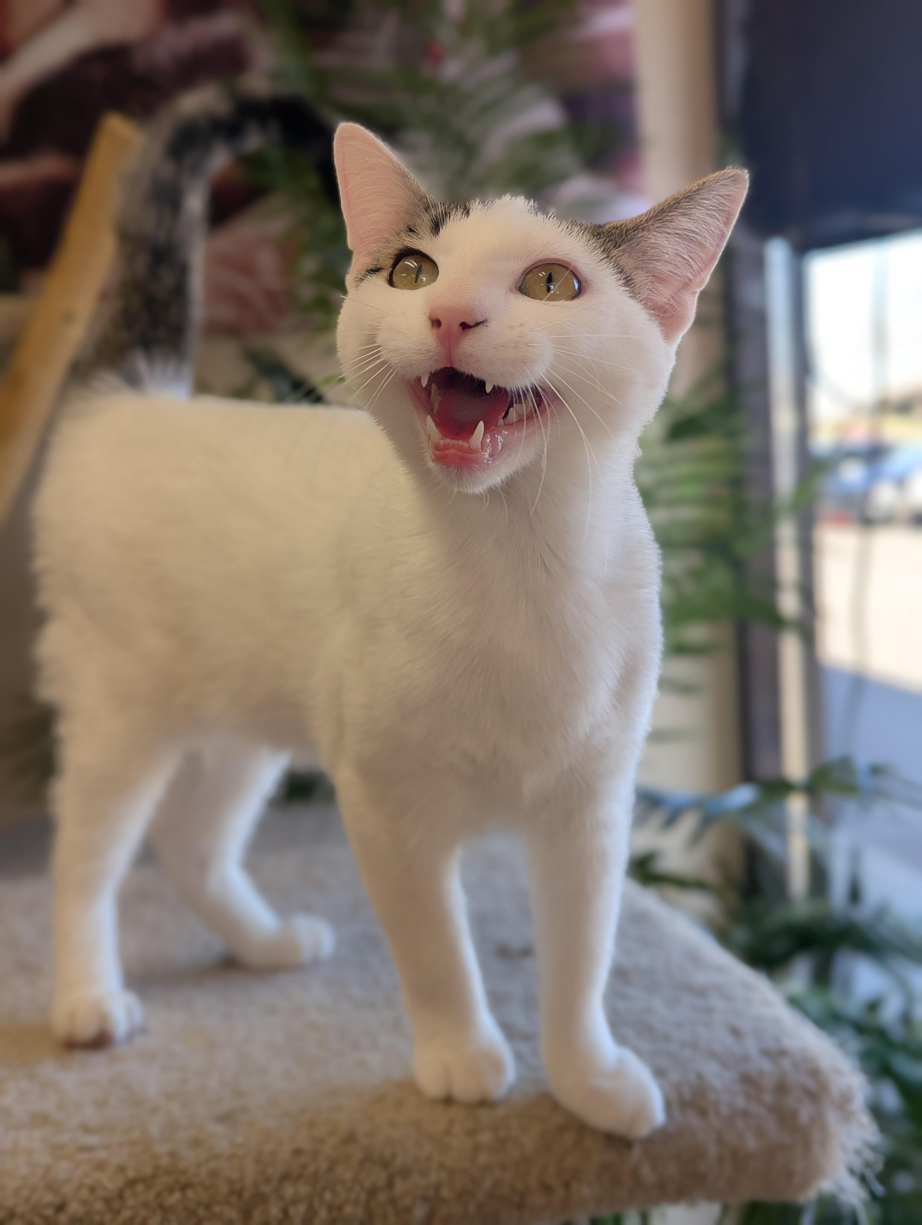 Hermes, Adoptable, Young Male Domestic Short Hair.