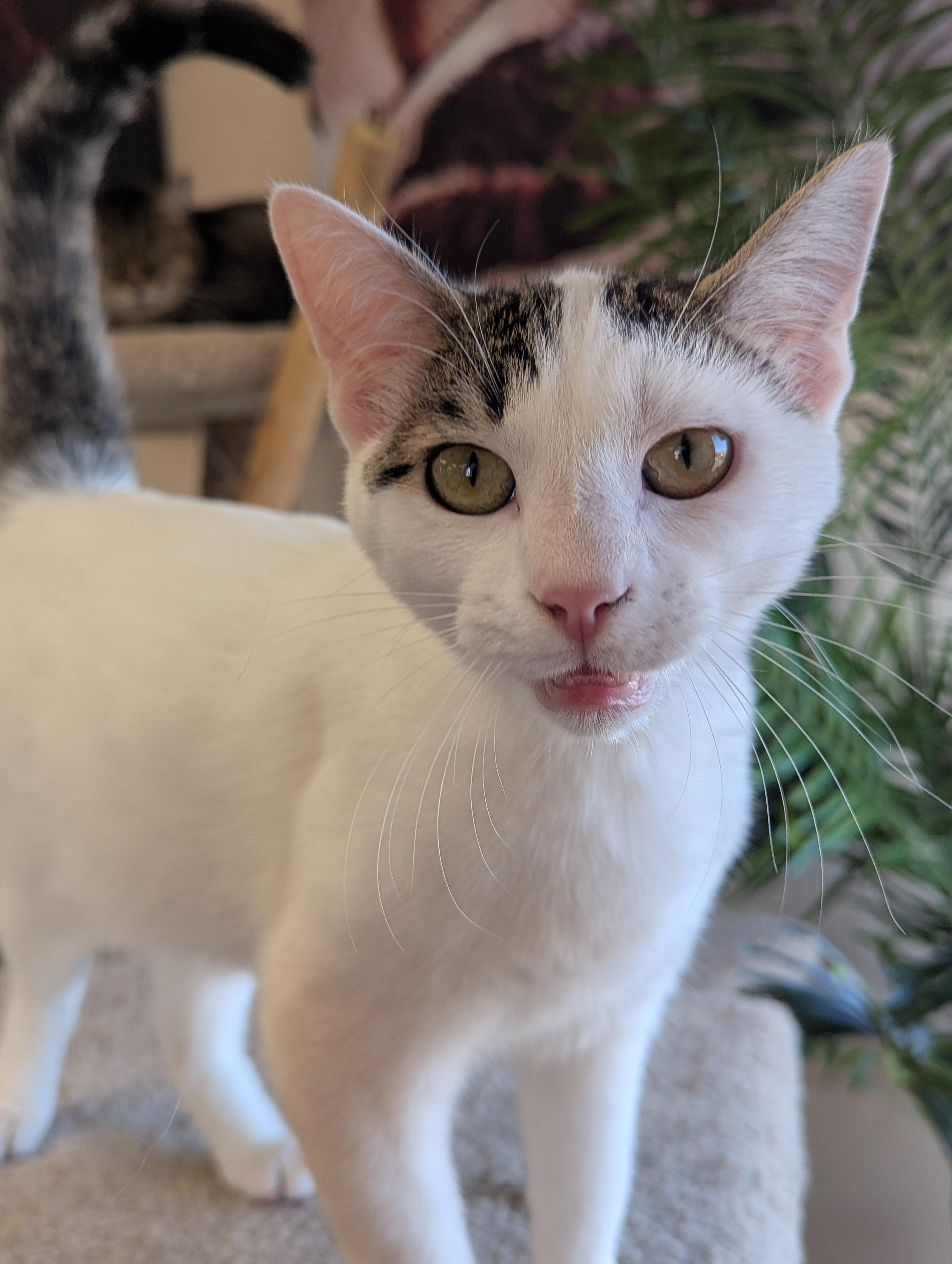 Enlarge Hermes, a Adoptable Domestic Short Hair in Madison, WI image 3/3