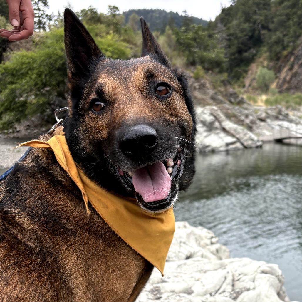Ghirardelli, a Adoptable mixed breed in San Francisco, CA image 2/6