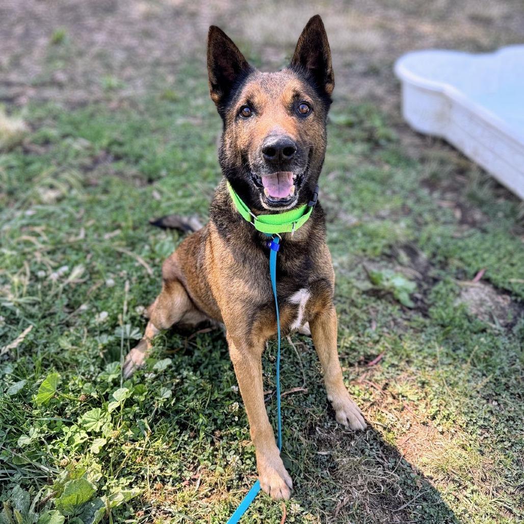 Enlarge Ghirardelli, a Adoptable mixed breed in San Francisco, CA image 2/6