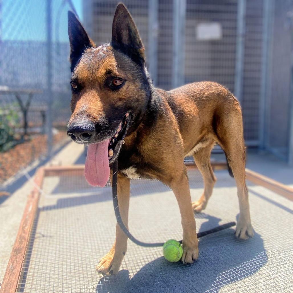 Enlarge Ghirardelli, a Adoptable mixed breed in San Francisco, CA image 3/6