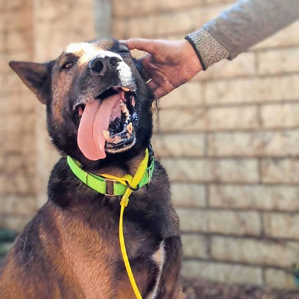 Enlarge Ghirardelli, a Adoptable mixed breed in San Francisco, CA image 4/6