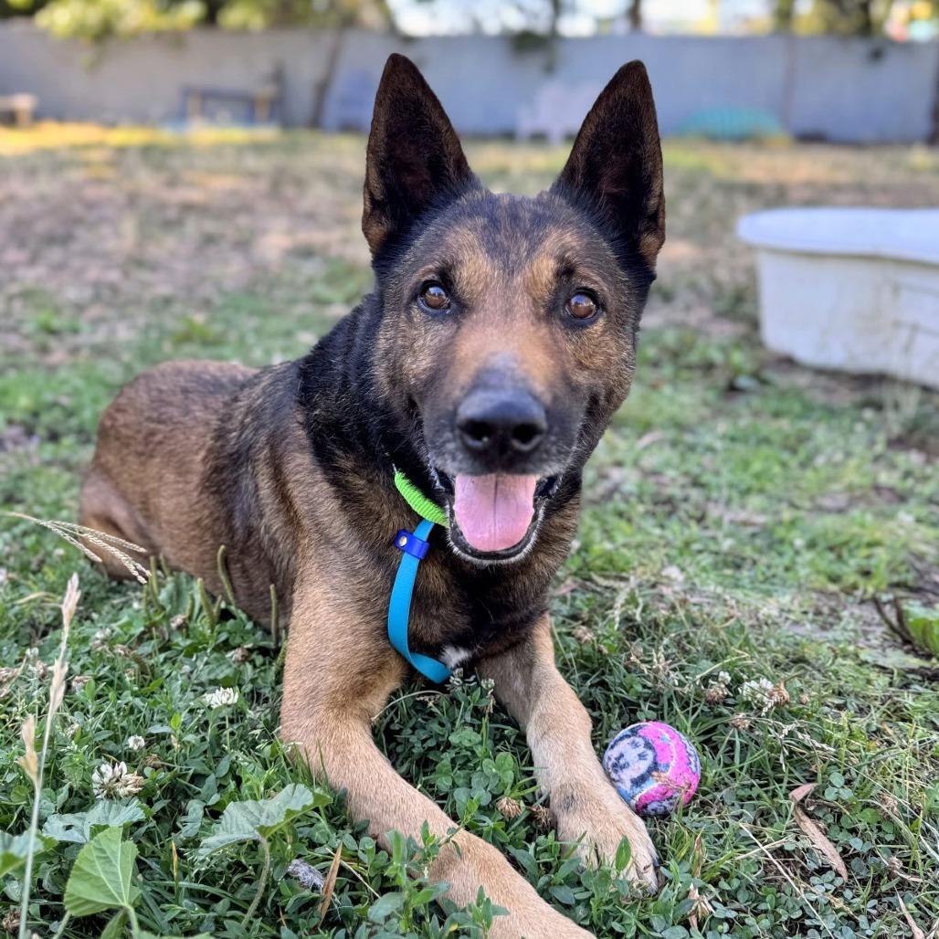 Enlarge Ghirardelli, a Adoptable mixed breed in San Francisco, CA image 5/6