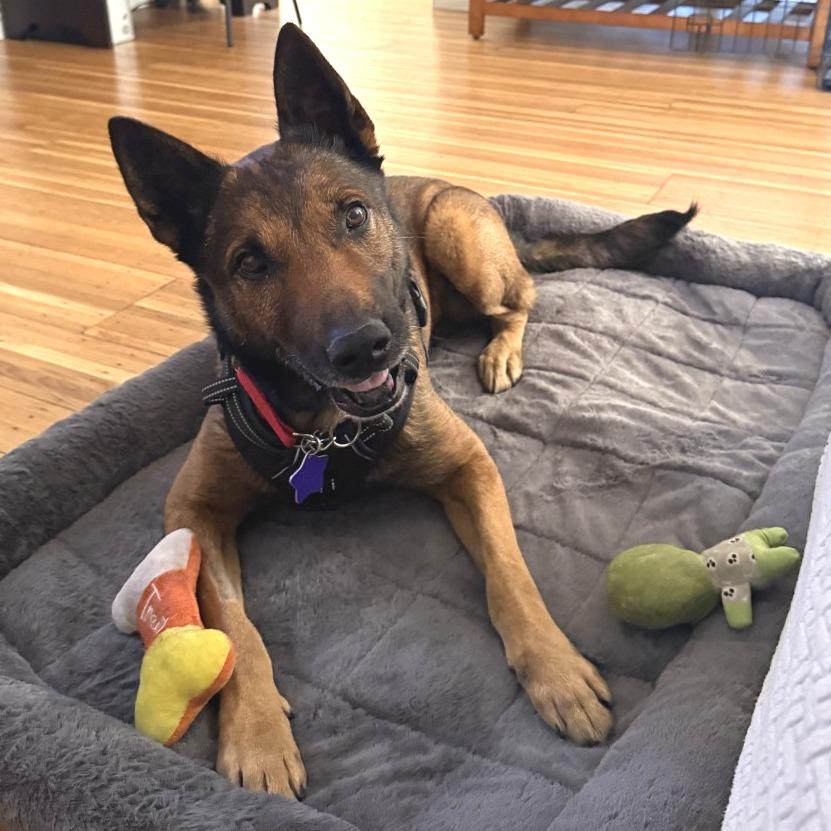 Enlarge Ghirardelli, a Adoptable mixed breed in San Francisco, CA image 6/6