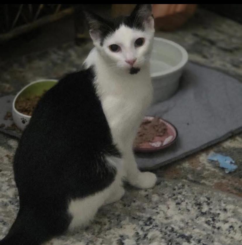 Enlarge Popcorn, a ADOPTABLE Domestic Short Hair in Philadelphia, PA image 3/5