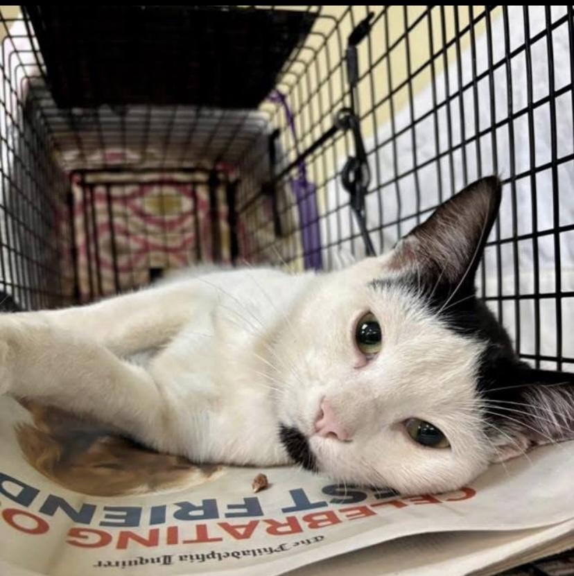 Popcorn, ADOPTABLE, Young Male Domestic Short Hair.