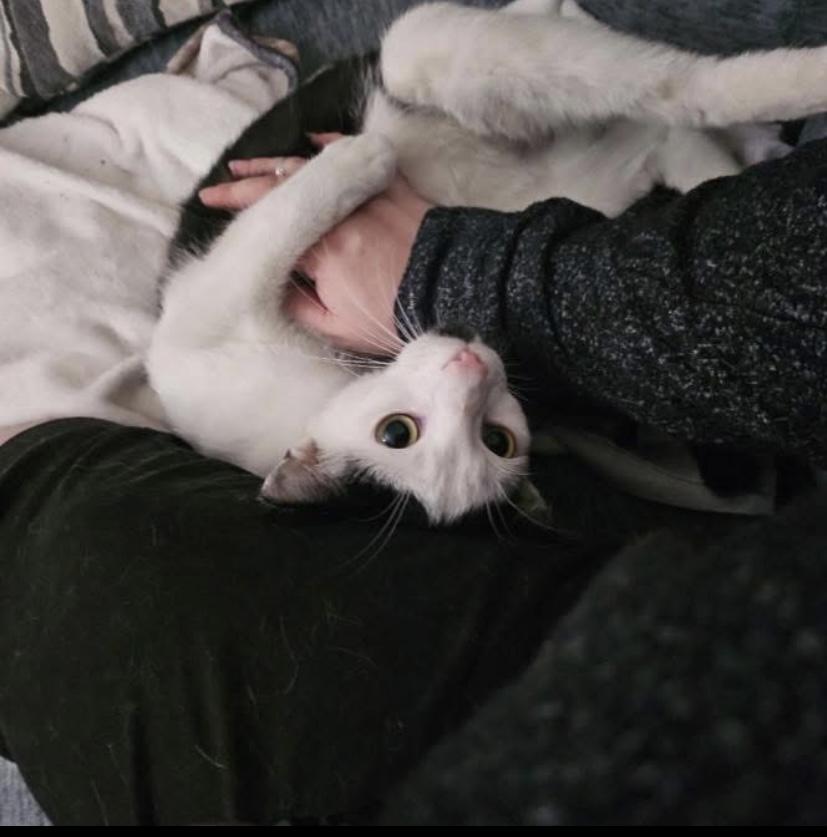 Enlarge Popcorn, a ADOPTABLE Domestic Short Hair in Philadelphia, PA image 4/5