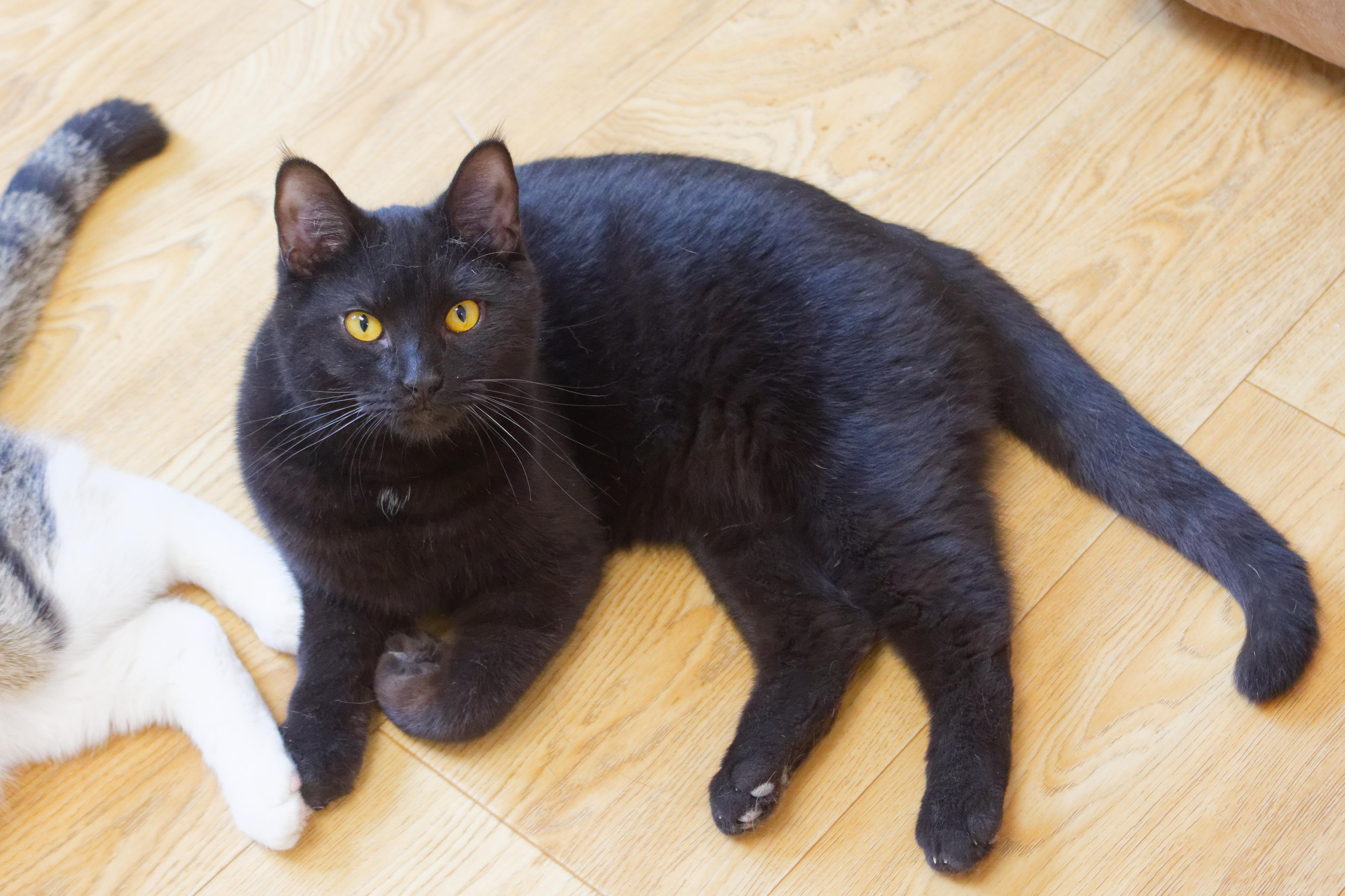 Locke, a Adoptable mixed breed in Urbana, OH image 1/6