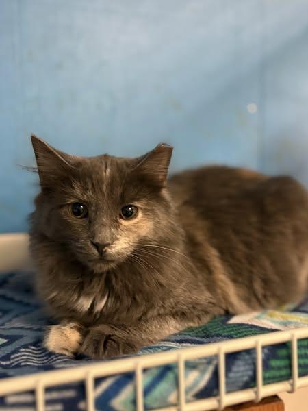 Margaret, an adoptable Dilute Tortoiseshell in Monticello, IL_image-1