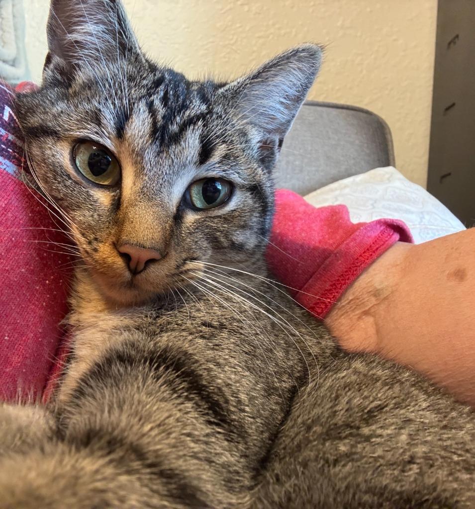 Maxine, Adoptable, Kitten Female Domestic Short Hair.
