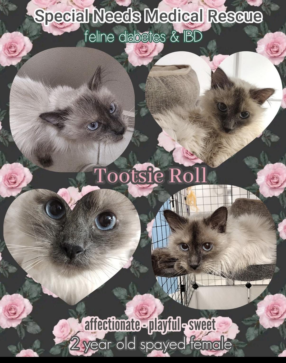 tootsie roll, Adoptable, Adult Female Siamese.