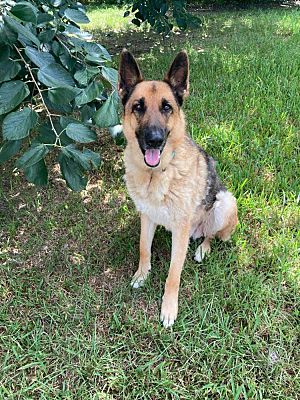 CD Parker, Senior Male German Shepherd Dog