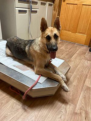 Enlarge CD Parker, a Adoptable German Shepherd Dog in Brookshire, TX image 2/3