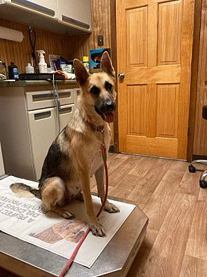 Enlarge CD Parker, a Adoptable German Shepherd Dog in Brookshire, TX image 3/3