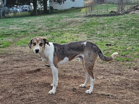 Enlarge Buster, a Adoptable mixed breed in GUNTERSVILLE, AL image 5/6