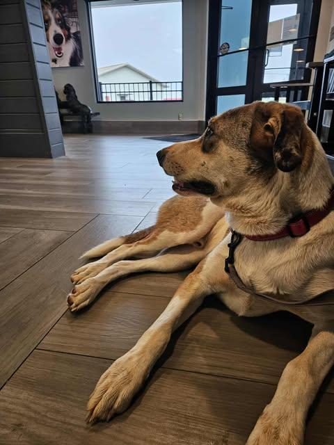 Enlarge Buster, a Adoptable mixed breed in GUNTERSVILLE, AL image 1/6