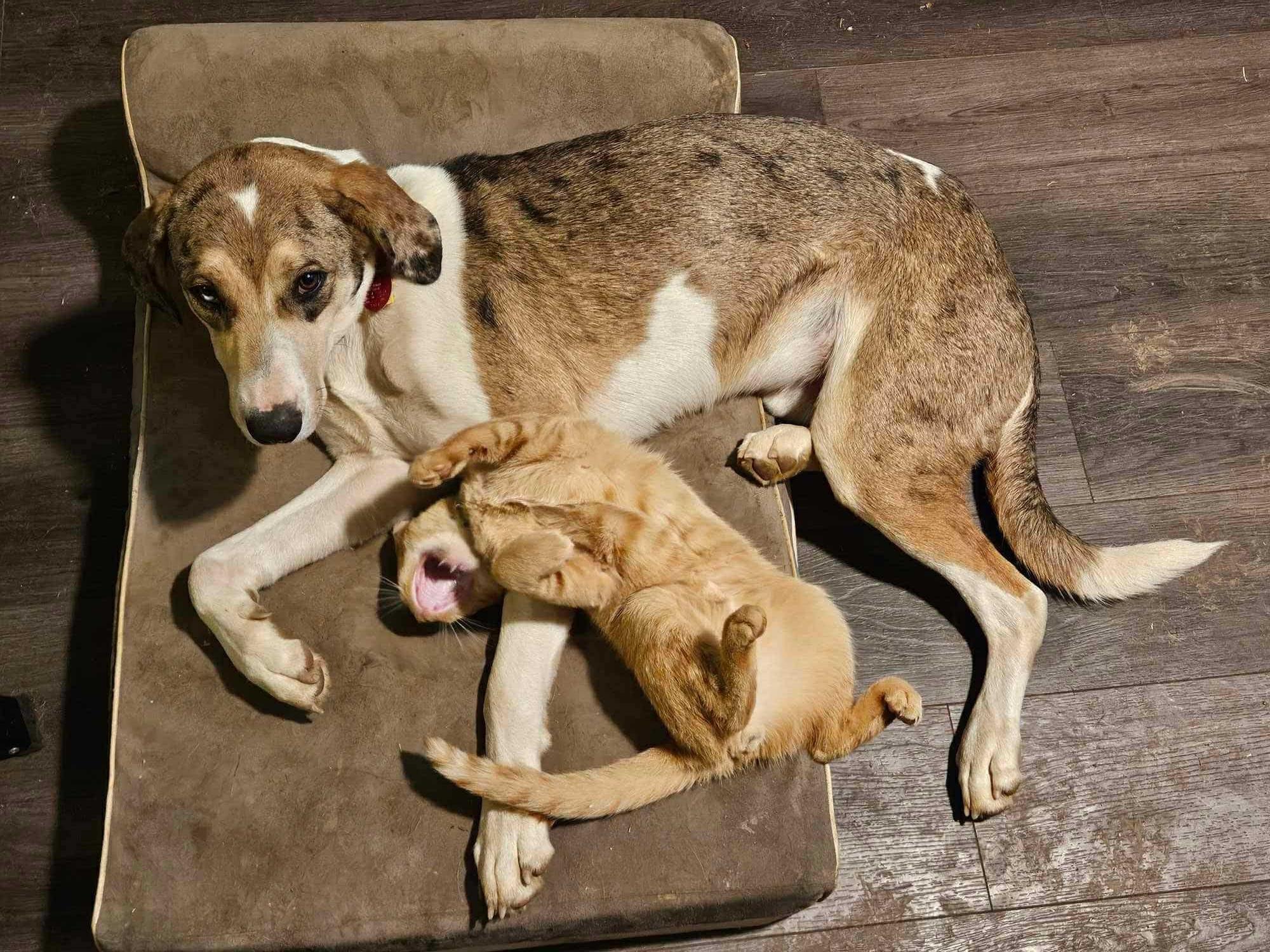 Enlarge Buster, a Adoptable mixed breed in GUNTERSVILLE, AL image 4/6