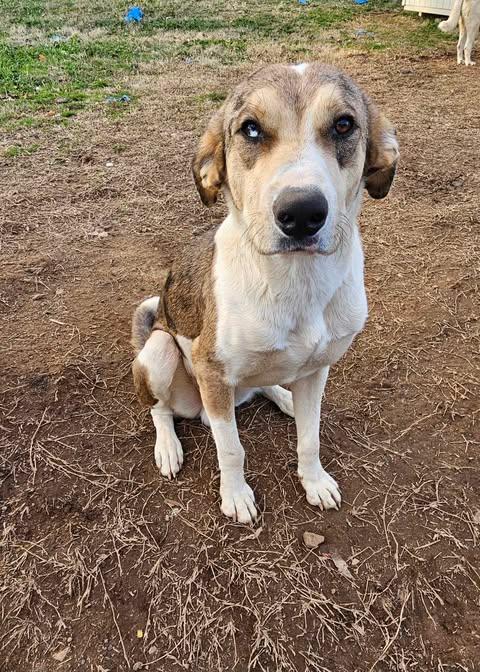 Enlarge Buster, a Adoptable mixed breed in GUNTERSVILLE, AL image 6/6