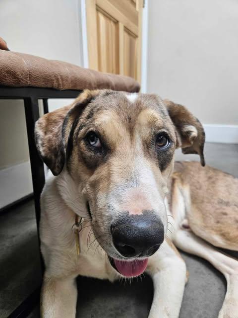 Enlarge Buster, a Adoptable mixed breed in GUNTERSVILLE, AL image 2/6