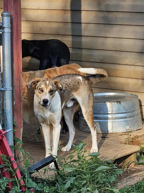 Enlarge Buster, a Adoptable mixed breed in GUNTERSVILLE, AL image 3/6