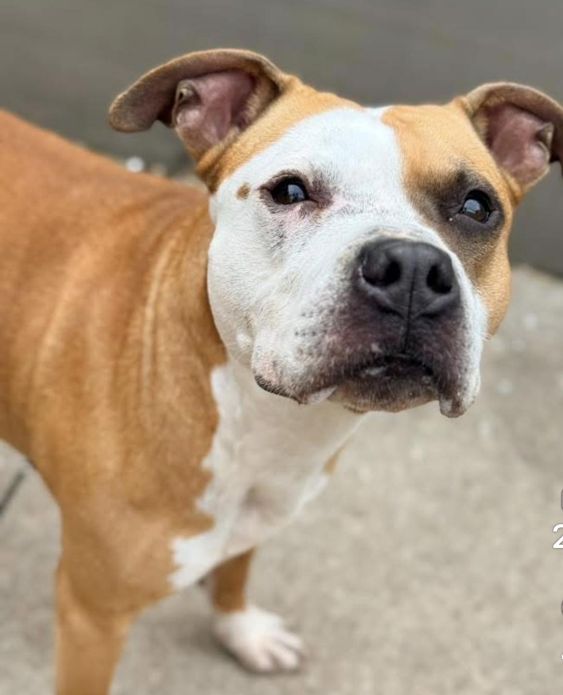 Enlarge Butterfinger, an adoptable Pit Bull Terrier in Chicago, IL image 4/5
